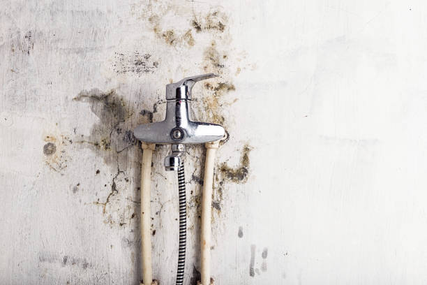 Best Basement Mold Remediation in Robinhood, MS