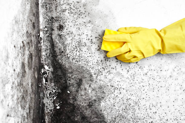 Best Commercial Mold Remediation in Robinhood, MS