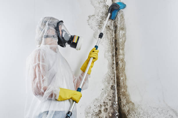 Best Bathroom Mold Remediation in Robinhood, MS