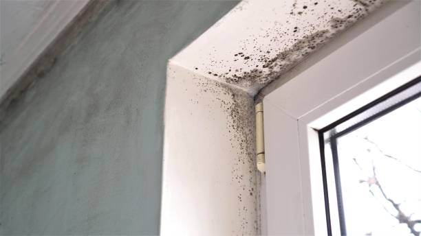 Best Health and Safety Mold Remediation in Robinhood, MS
