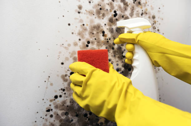 Best Kitchen Mold Remediation in Robinhood, MS