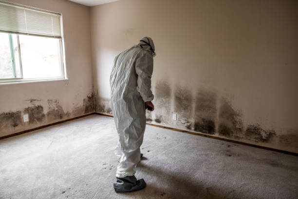 Best White Mold Remediation in Robinhood, MS