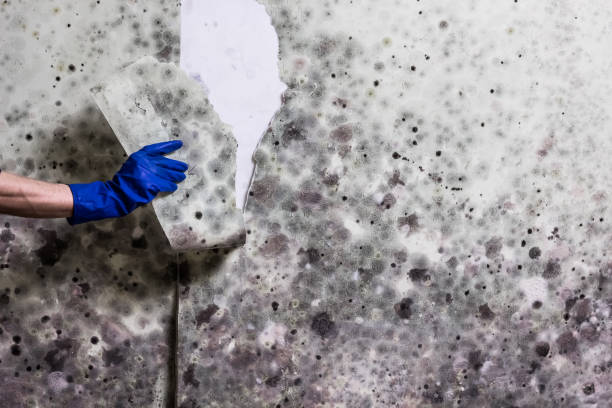 Best Attic Mold Remediation in Robinhood, MS