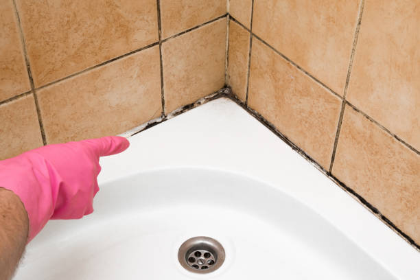 Best Post-Flood Mold Remediation in Robinhood, MS
