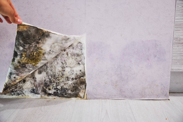  Robinhood, MS Mold Removal Pros